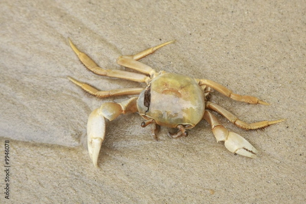 Obraz Dead crab in sand on the beach