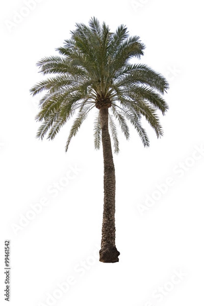 Fototapeta Palm tree isolated