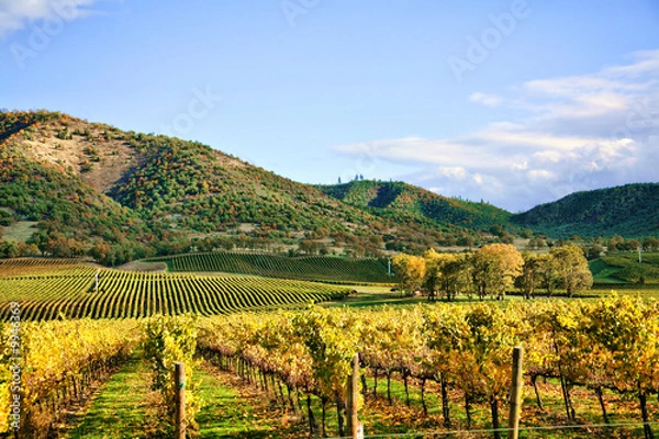 Obraz Autumn Vineyard - Rows of Grapevines in Fall