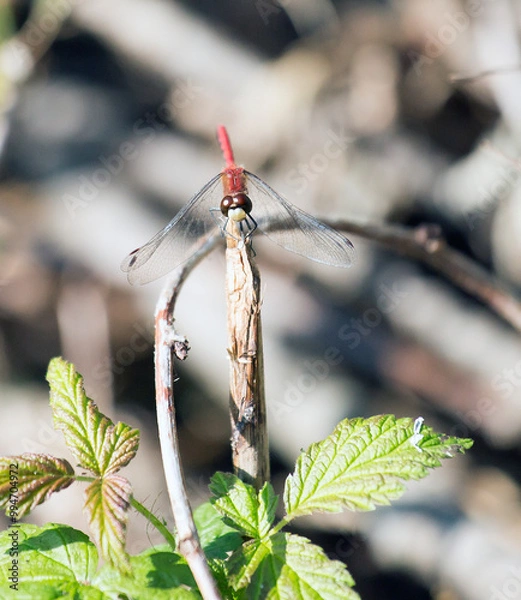 Obraz Red Dragonfly on stick