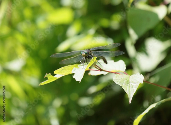 Obraz Green Dragonfly on leaf 