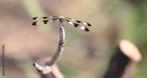 Obraz Dragonfly shot straight on , macro