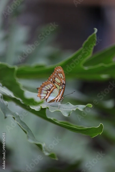 Obraz Butterfly on green leaf