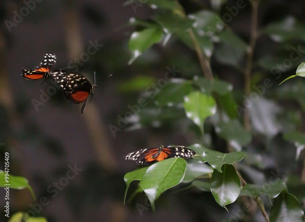 Obraz 3 butterflies
