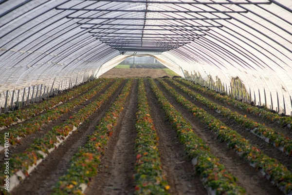 Obraz Erdbeerpflanzen