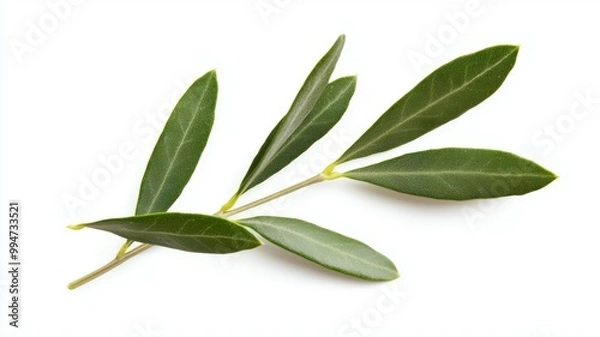 Obraz A leafy olive tree branch is shown on a white background