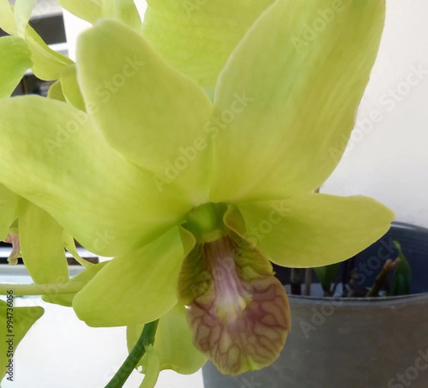 Obraz orchid in a pot