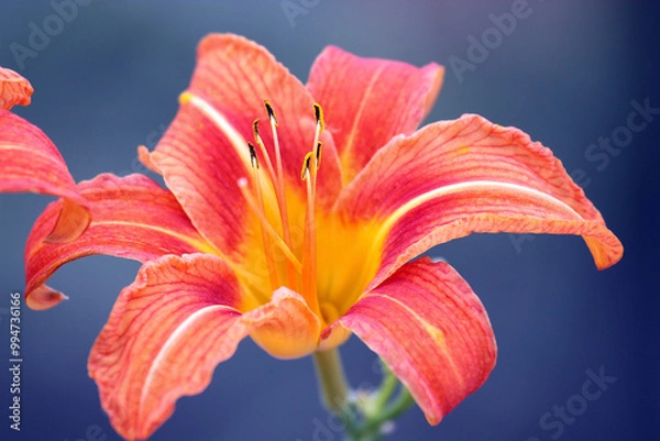 Obraz orange tiger lily