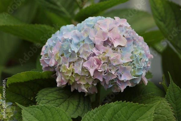 Obraz pink and purple  hydrangea flowers