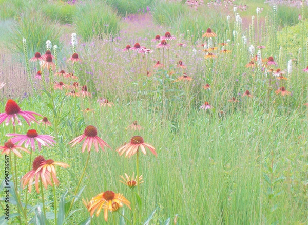 Obraz Wildflower Garden