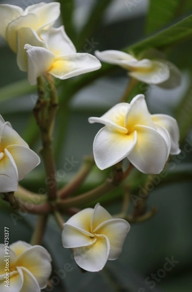 Obraz white frangipani flowers