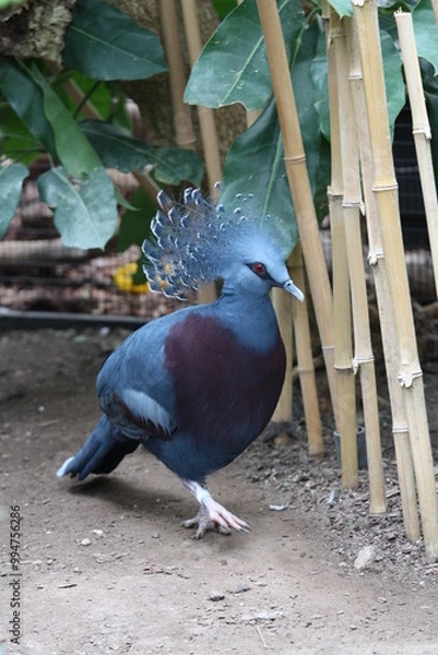 Obraz Crown Victoria