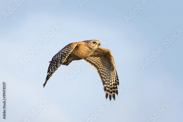 Obraz Red-shouldered Hawk in Flight - Florida