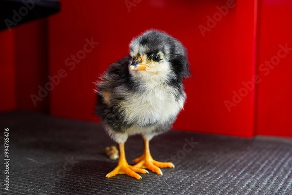 Fototapeta Curious baby chicken standing on the inside of a toolbox. Black and yellow chick.