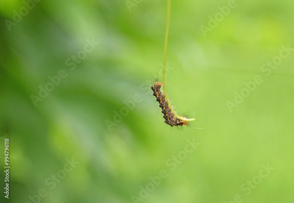 Fototapeta Caterpillar hanging from tree branch for eat and make silk thread, preparing to create a cocoon.
