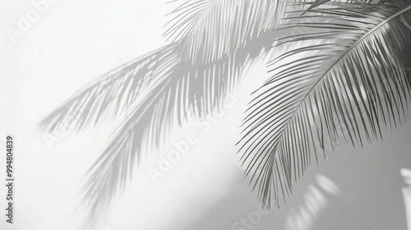 Fototapeta palm tree shadow photography on white wall - soft, serene, and minimalist