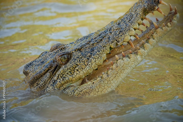 Obraz crocodile in the water