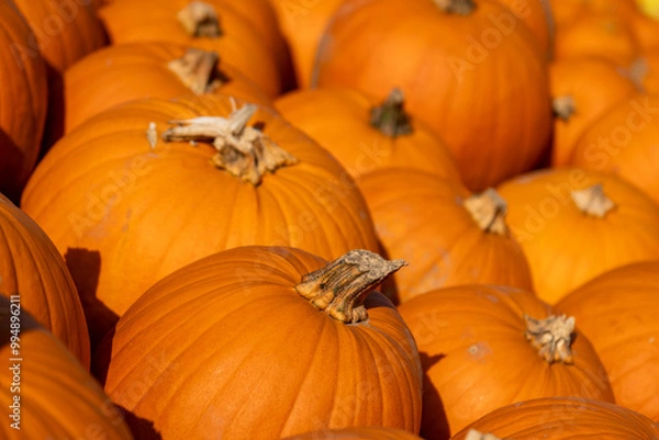 Fototapeta Lots and lots of stacked, freshly picked, classic halloween pumpkins. These pumpkins will soon be on the market stalls and will probably turn into lanterns.