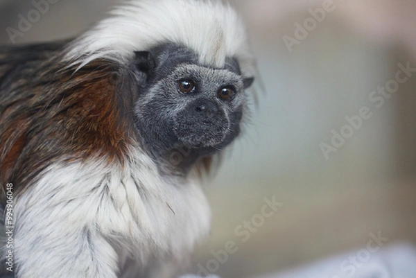 Obraz Cotton-top Tamarin