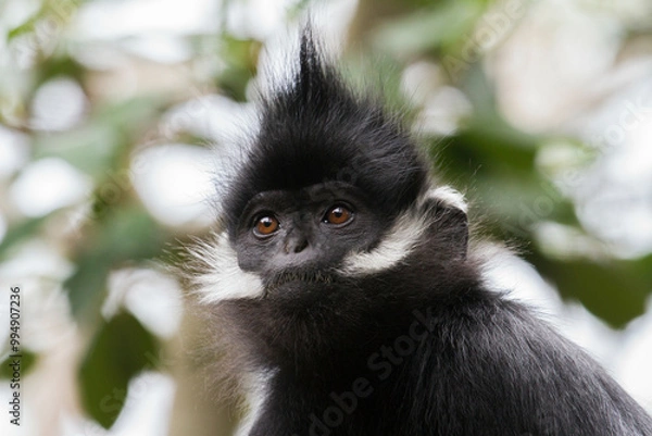 Obraz Close up of  monkey