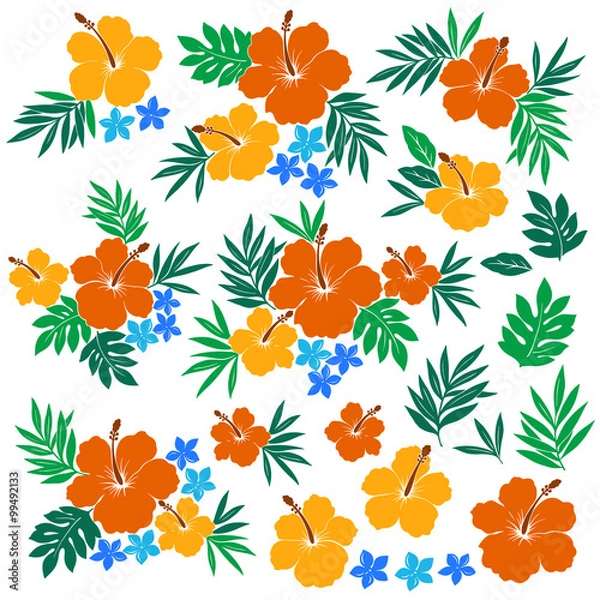 Fototapeta ハイビスカスのイラスト