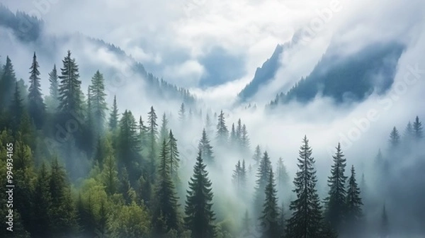 Fototapeta fog in the mountains