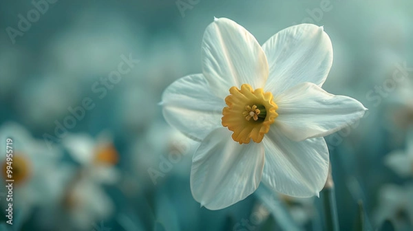 Fototapeta White Daffodil Flower with Yellow Center in Blurry Blue Background Illustration