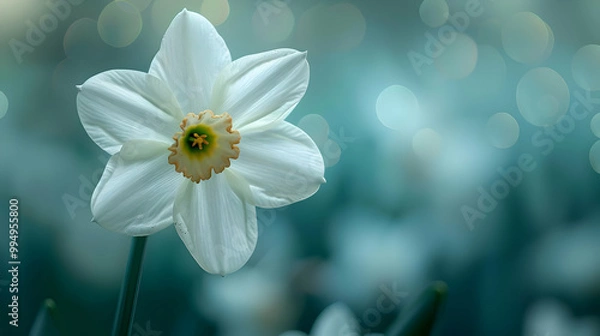 Fototapeta Single White Daffodil Flower with Teal Bokeh Background - Illustration