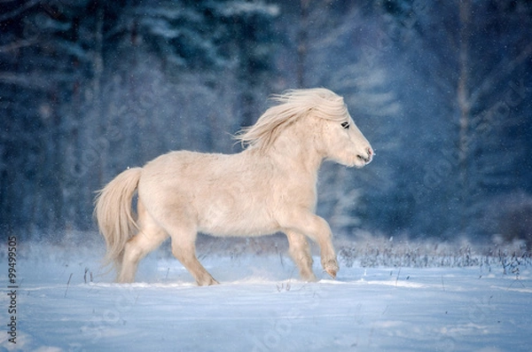 Obraz White shetland pony running gallop in winter