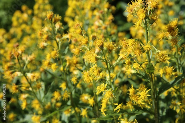 Obraz Goldrute - Solidago multiradiata