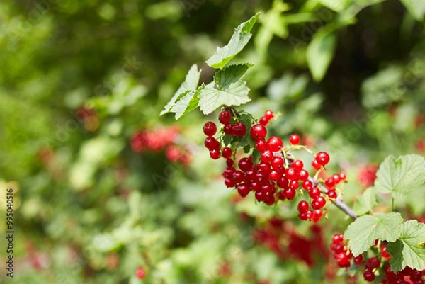 Fototapeta Ripe red currant berries on a branch in the garden