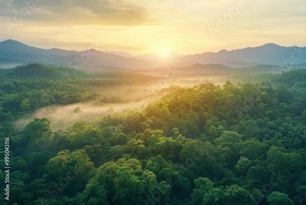 Fototapeta Aerial top view forest tree, Rainforest ecosystem and healthy environment concept background, Texture of green tree forest view from above, generative ai