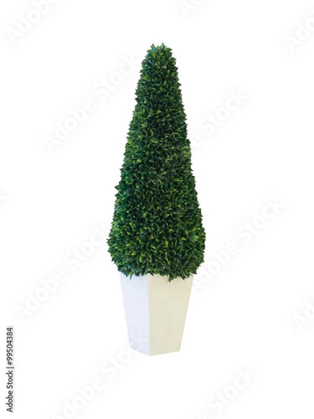 Obraz Tree in pot isolated on white background with clipping path