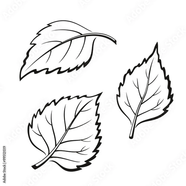 Fototapeta Liście brzozy, zestaw piktogramów