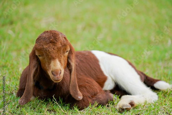Obraz the goat in the farm with dramatic tone