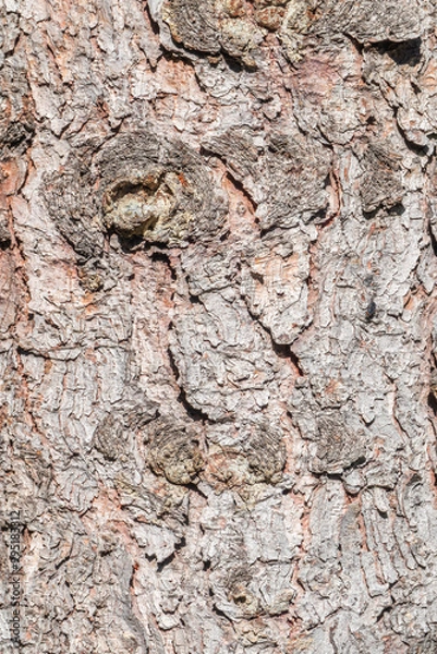 Fototapeta Bark texture and background of a old fir tree trunk. Detailed bark texture. Natural background