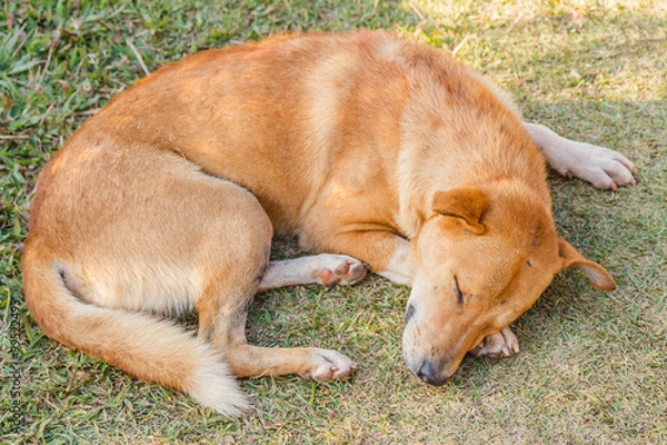 Obraz Dog sleeping on grass