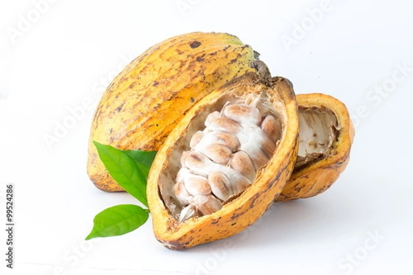 Fototapeta Cocoa pod on a white background.