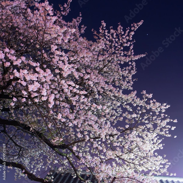 Fototapeta 夜桜