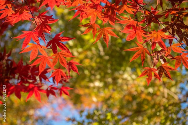 Fototapeta Maple tree in autumn