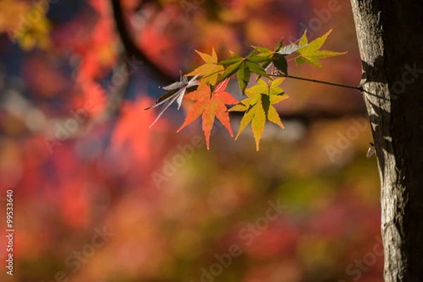 Fototapeta Maple tree in autumn