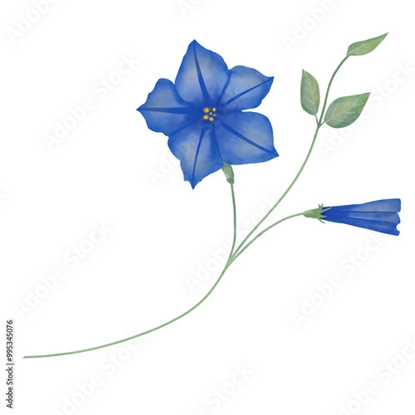 Fototapeta Flowers and buds petunia blue on stem with leaves green, picturesque digital watercolor illustration for printing and web
