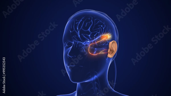 Fototapeta Auditory Pathway Transmits Sensory Signals for Hearing
