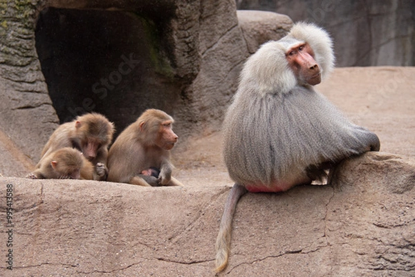 Fototapeta Hamadryas baboon