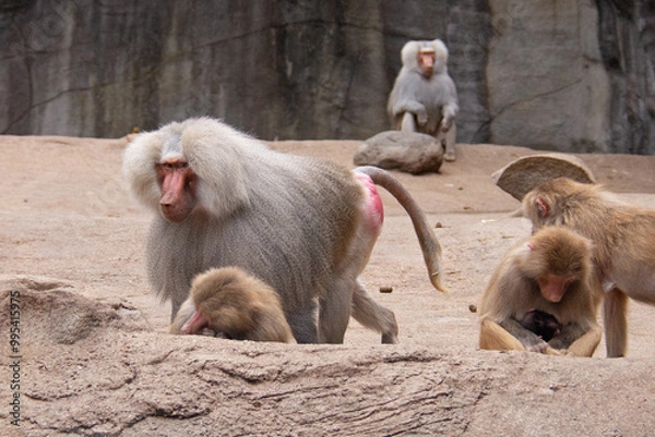 Fototapeta Hamadryas baboon