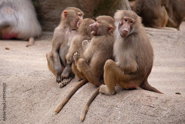 Fototapeta Hamadryas baboon