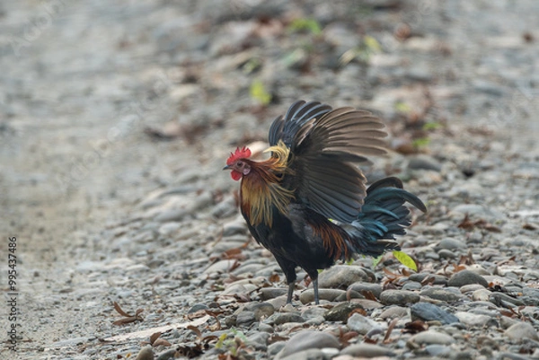 Fototapeta Red Junglefowl (Gallus gallus) flapping its wings in the middle of the motorway. The Red junglefowl is a tropical bird in the family Phasianidae. 