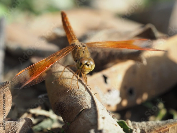 Fototapeta Dragonfly macro focus-blur background