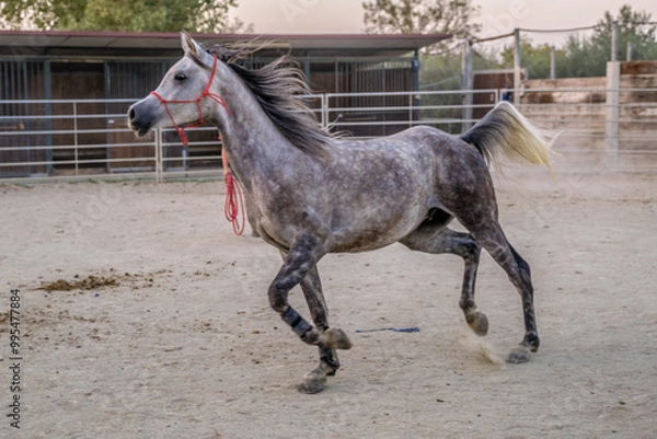 Obraz Cavallo che corre nel recinto