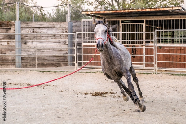 Obraz Cavallo che corre nel recinto